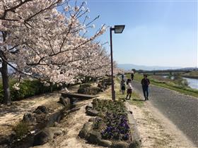 桜風景