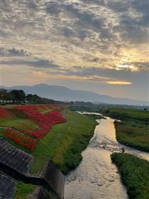 彼岸花風景2