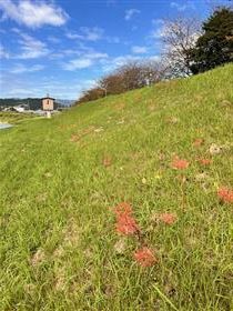 919開花状況
