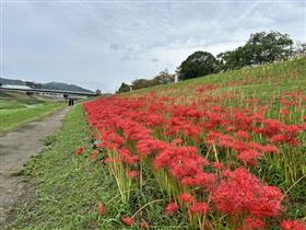 927開花状況2