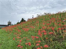 927開花状況