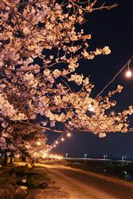 夜桜風景
