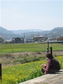 菜の花風景