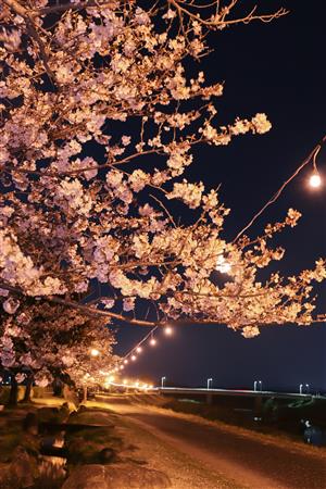 河川公園夜桜