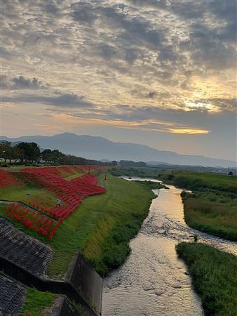 河川公園ヒガンバナ