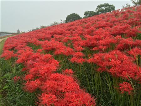 ヒガンバナ風景