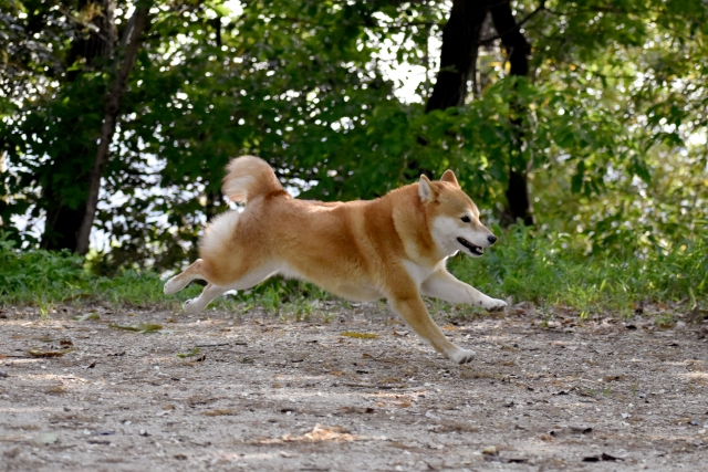 飼い犬の登録や変更の手続き