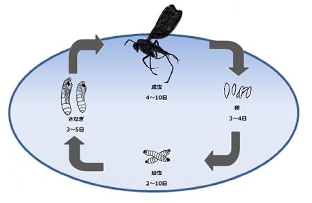 クロバネキノコバエのサイクル