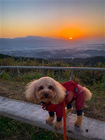 20．「雲海と愛犬(令)」