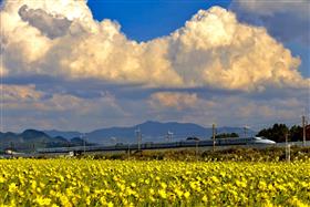 26．「青空と向日葵の中走る新幹線」