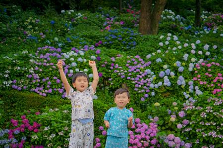26@yuka.fukami.33「僕たちの大好きな紫陽花の丘」山口地区周辺