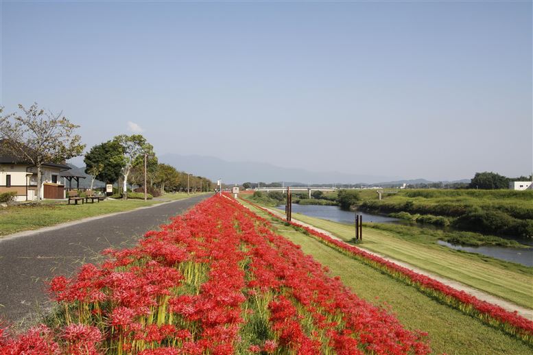 河川公園ヒガンバナ景色