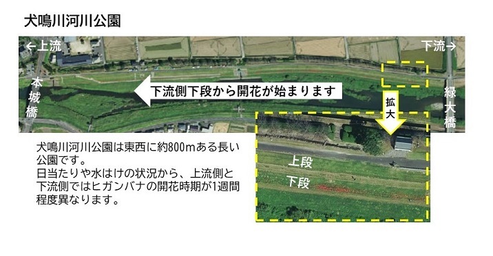 犬鳴川河川公園開花地図