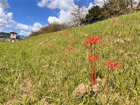 9月16日開花状況1