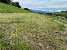 924上流開花状況