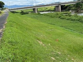 924下流開花状況