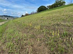 0925上流開花状況